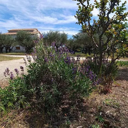 Les Oliviers * Orange (Vaucluse)